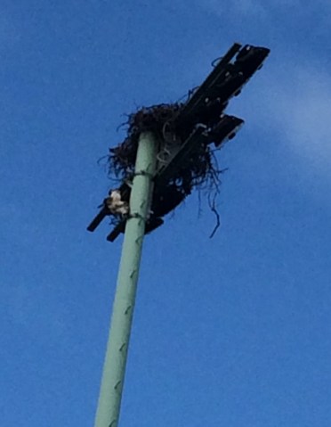 the-acrobat-2016-aug