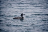 Common-Loon-8412