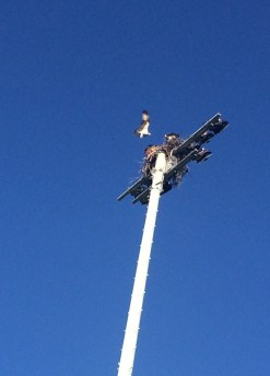 Oscar in flight over nest